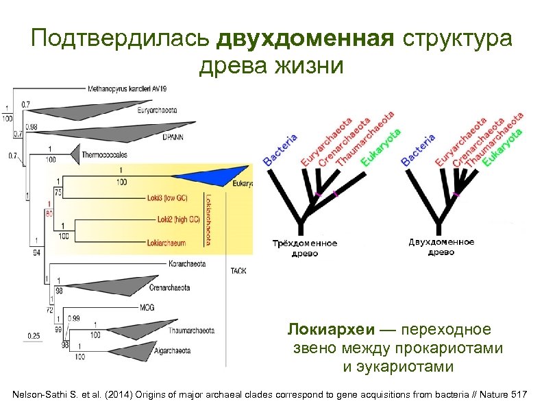 Подтвердилась двухдоменная структура древа жизни Локиархеи — переходное звено между прокариотами и эукариотами Nelson-Sathi