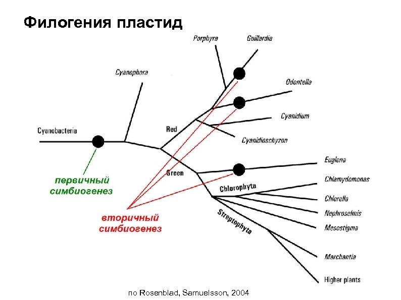 Филогения пластид по Rosenblad, Samuelsson, 2004 