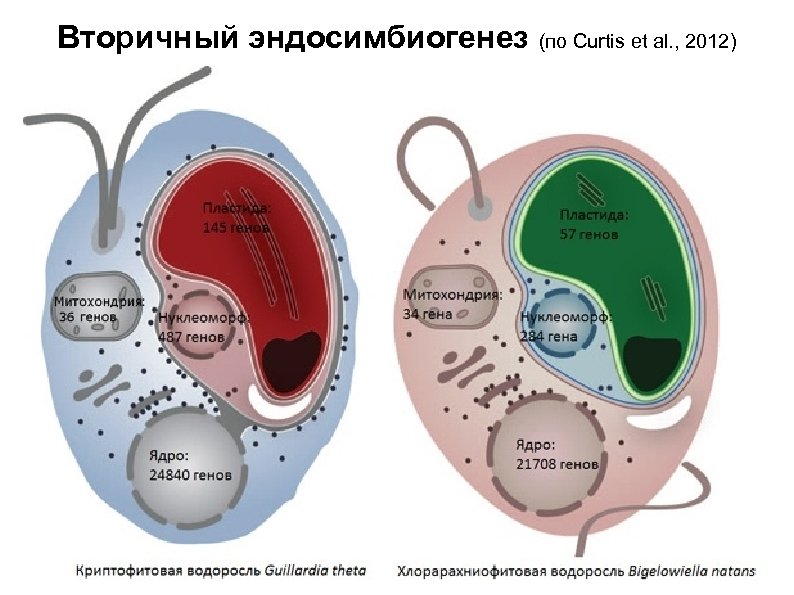 Вторичный эндосимбиогенез (по Curtis et al. , 2012) 