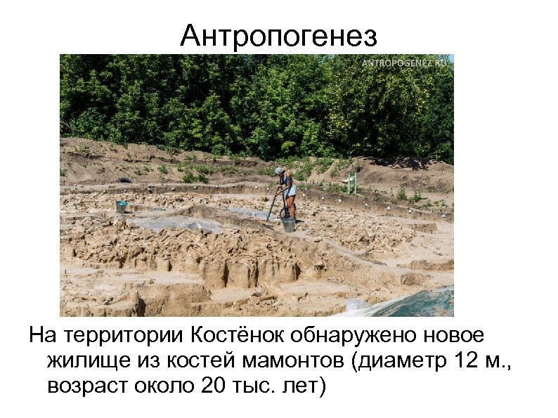 Антропогенез На территории Костёнок обнаружено новое жилище из костей мамонтов (диаметр 12 м. ,