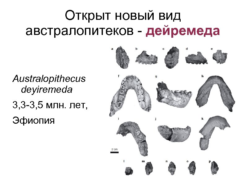 Открыт новый вид австралопитеков - дейремеда Australopithecus deyiremeda 3, 3 -3, 5 млн. лет,