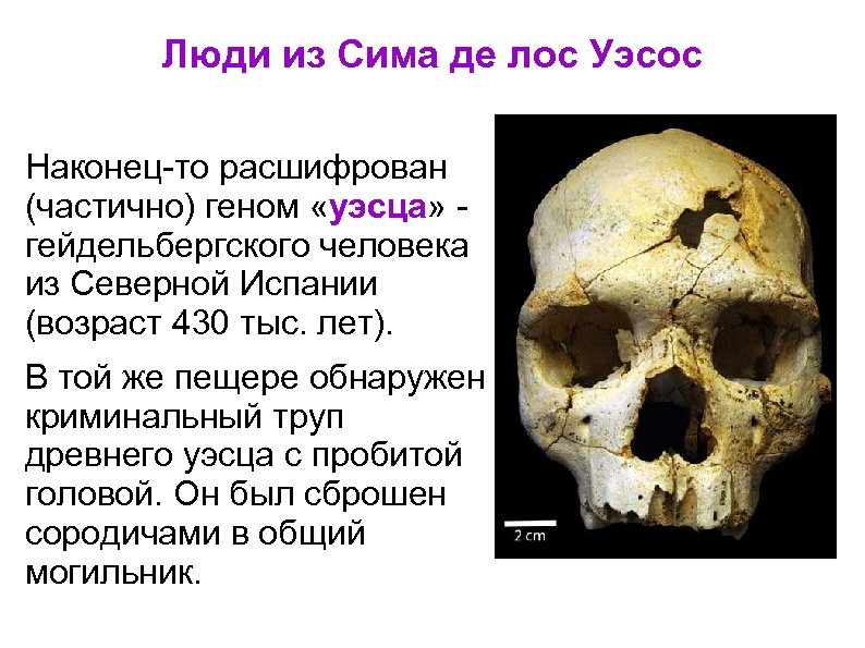 Люди из Сима де лос Уэсос Наконец-то расшифрован (частично) геном «уэсца» гейдельбергского человека из