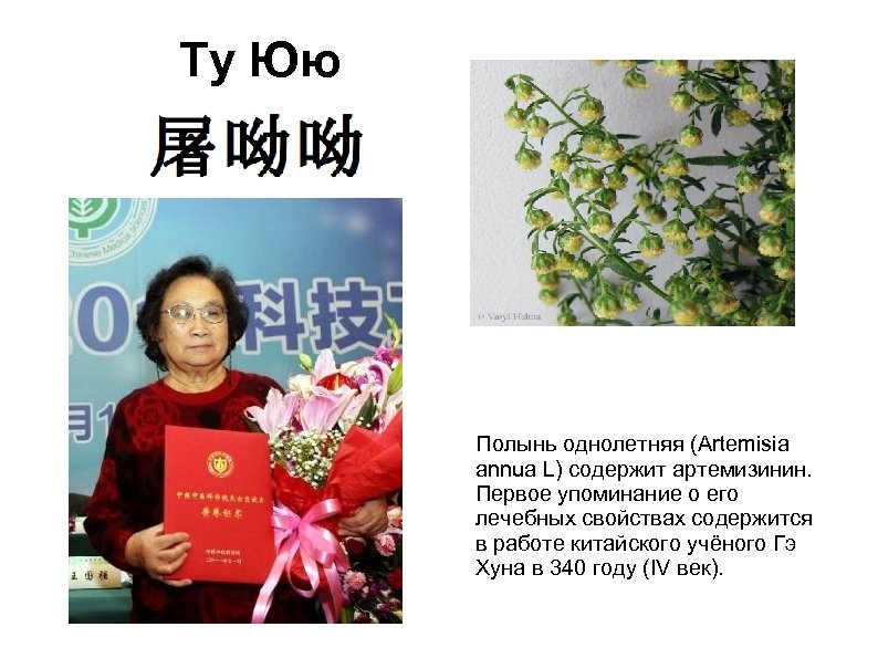Ту Юю Полынь однолетняя (Artemisia annua L) содержит артемизинин. Первое упоминание о его лечебных