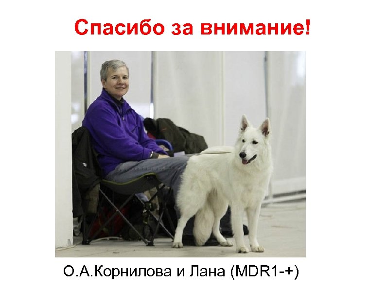 Спасибо за внимание! О. А. Корнилова и Лана (MDR 1 -+) 
