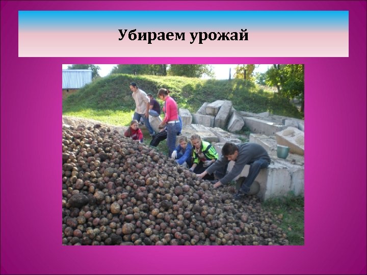 Убираем урожай 