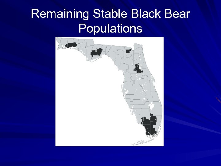 Remaining Stable Black Bear Populations 
