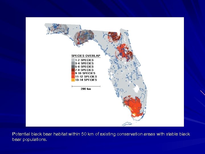 Potential black bear habitat within 50 km of existing conservation areas with stable black