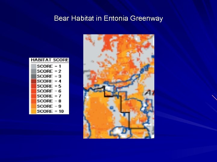 Bear Habitat in Entonia Greenway 