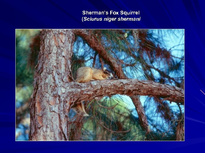 Sherman’s Fox Squirrel (Sciurus niger shermani ) 