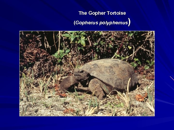 The Gopher Tortoise ) (Gopherus polyphemus 
