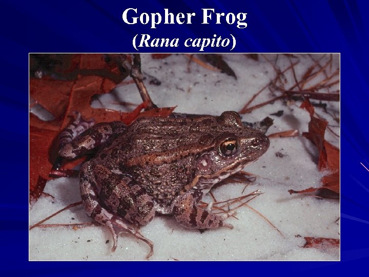 Gopher Frog (Rana capito) 