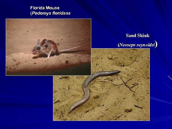 Florida Mouse (Podomys floridana Sand Skink ) (Neoseps reynoldsi 