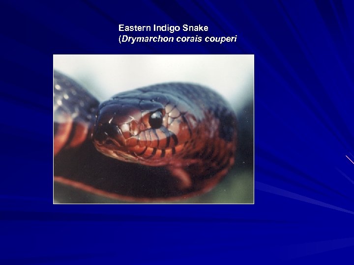 Eastern Indigo Snake (Drymarchon corais couperi 
