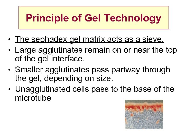 Principle of Gel Technology • The sephadex gel matrix acts as a sieve. •