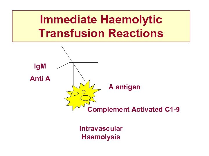 Immediate Haemolytic Transfusion Reactions Ig. M Anti A A antigen Complement Activated C 1