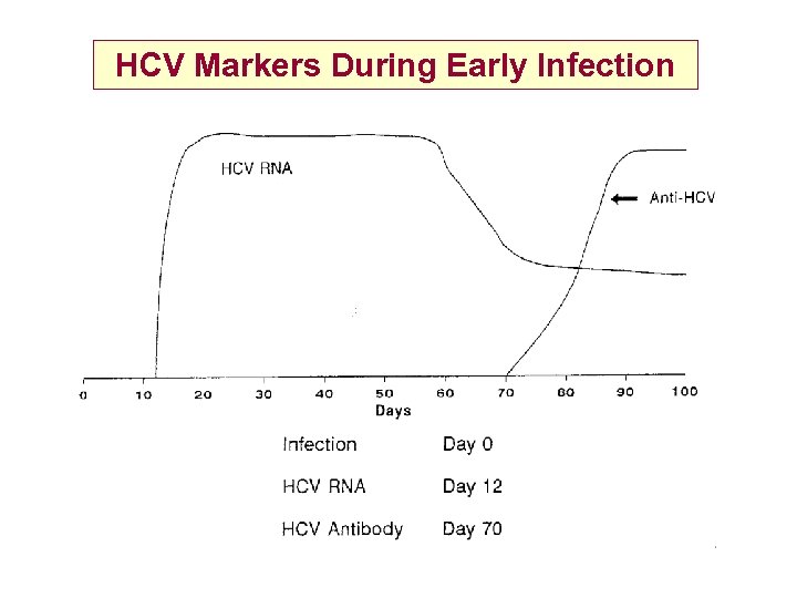 HCV Markers During Early Infection 