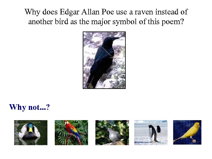 Why does Edgar Allan Poe use a raven instead of another bird as the