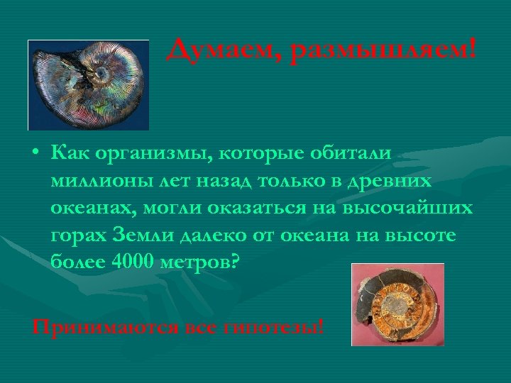 Думаем, размышляем! • Как организмы, которые обитали миллионы лет назад только в древних океанах,