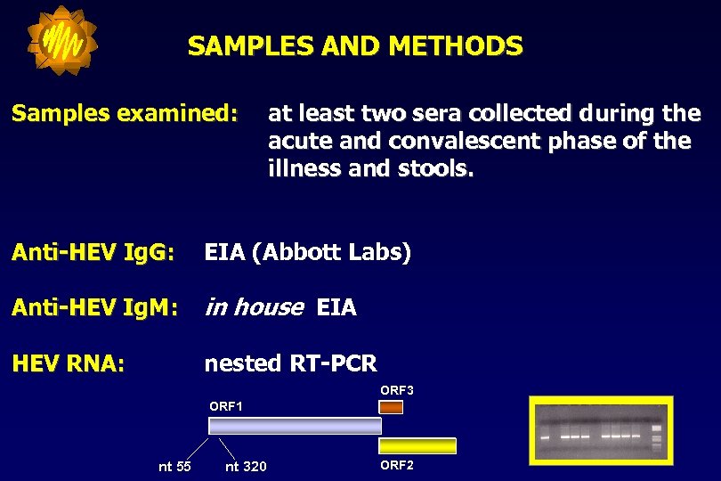 SAMPLES AND METHODS Samples examined: at least two sera collected during the acute and