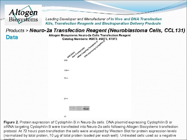 Leading Developer and Manufacturer of In Vivo and DNA Transfection Kits, Transfection Reagents and