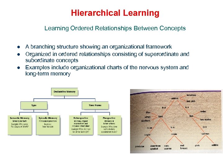 Hierarchical Learning Ordered Relationships Between Concepts l l l A branching structure showing an