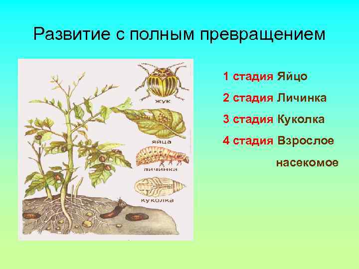 Развитие с полным превращением