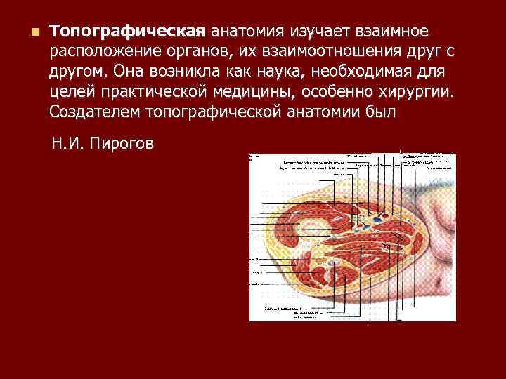 Какая есть анатомия