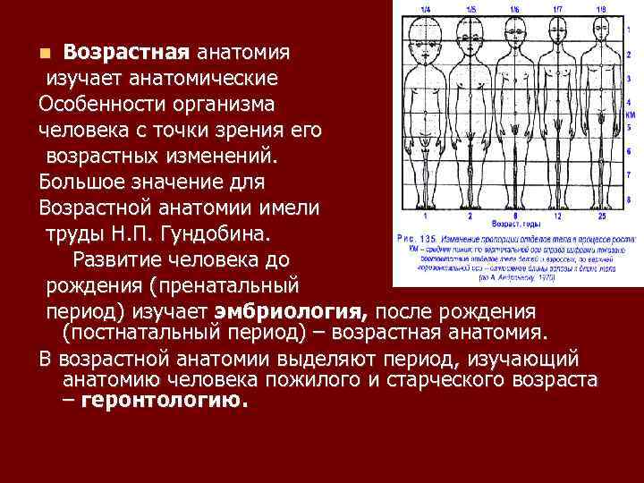 Возрастная анатомия изучает анатомические Особенности организма человека с точки зрения его возрастных изменений. Большое