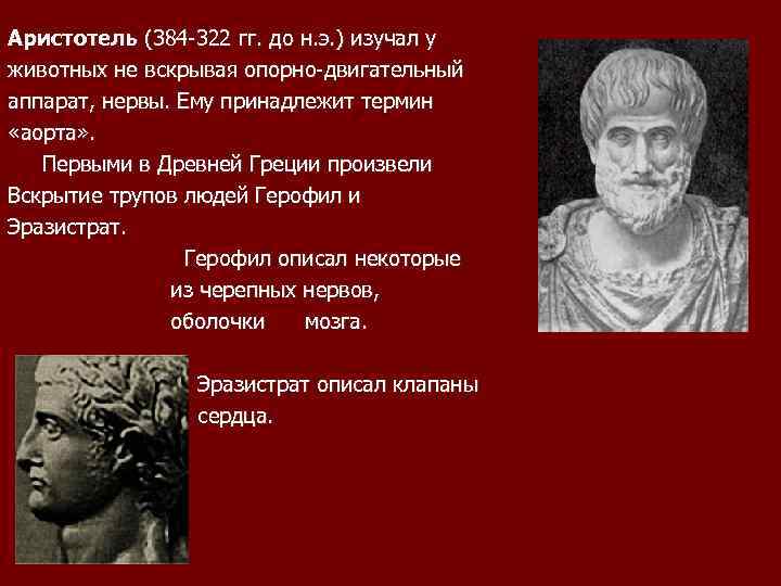 Аристотель (384 -322 гг. до н. э. ) изучал у животных не вскрывая опорно-двигательный