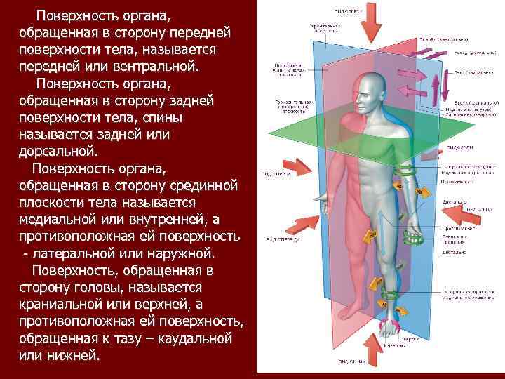 Сагиттальная плоскость это. Плоскости тела органы. Передняя поверхность тела. Поверхности в анатомии. Фронтальная поверхность анатомия.