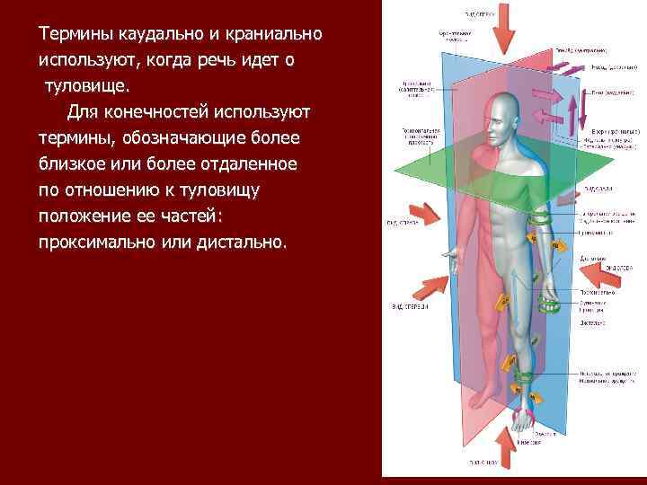 Укажите какие плоскости организма изображены на рисунке