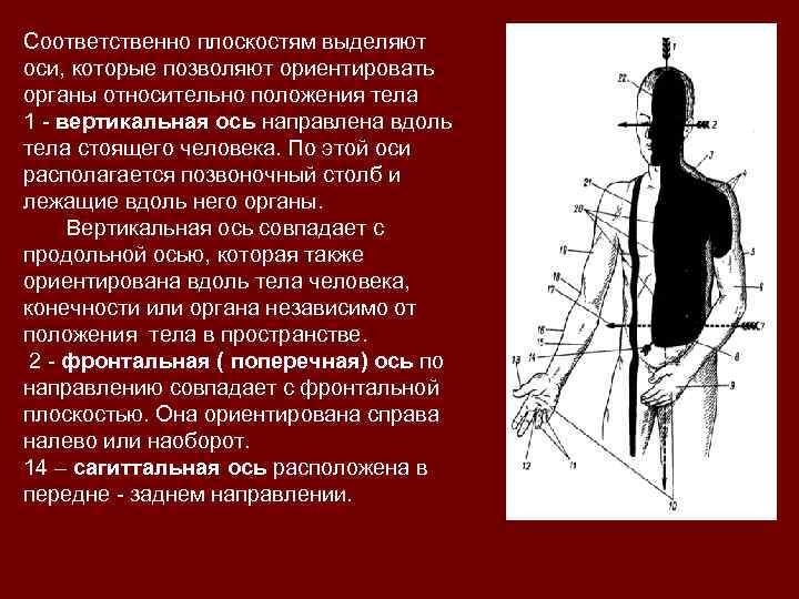  Соответственно плоскостям выделяют оси, которые позволяют ориентировать органы относительно положения тела 1 -