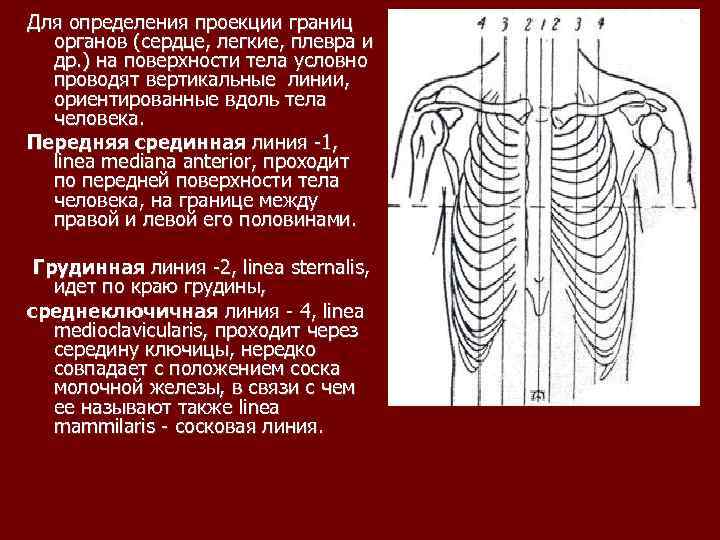 Границы проекции. Для определения границ проекций органов грудной полости. Определение границ органов. Передняя срединная линия. Вертикальные линии анатомия.