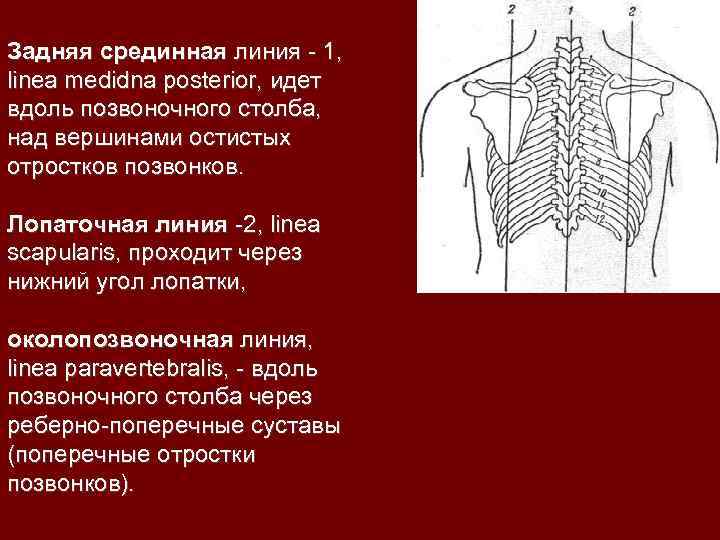 Задняя срединная линия - 1, linea medidna posterior, идет вдоль позвоночного столба, над вершинами