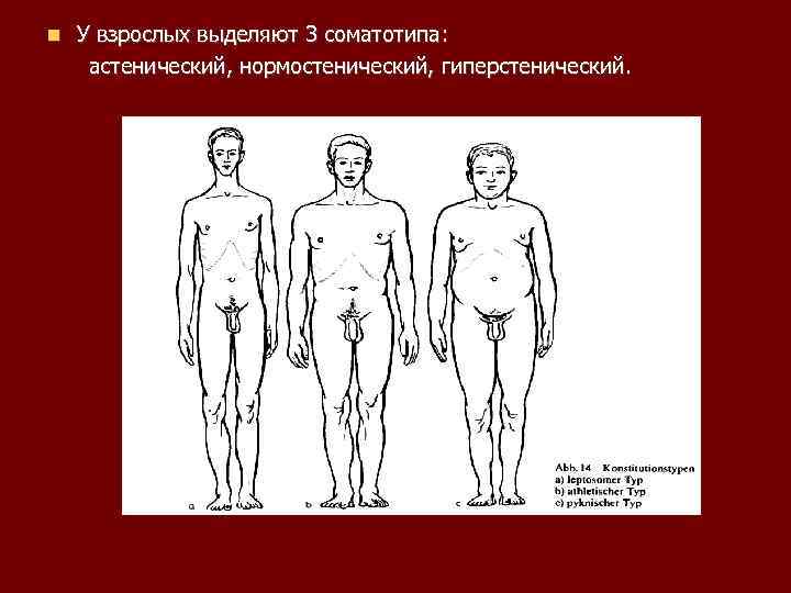 У взрослых выделяют 3 соматотипа: астенический, нормостенический, гиперстенический. 