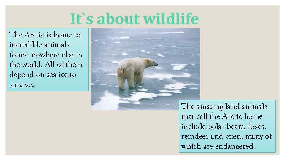 It`s about wildlife The Arctic is home to incredible animals found nowhere else in