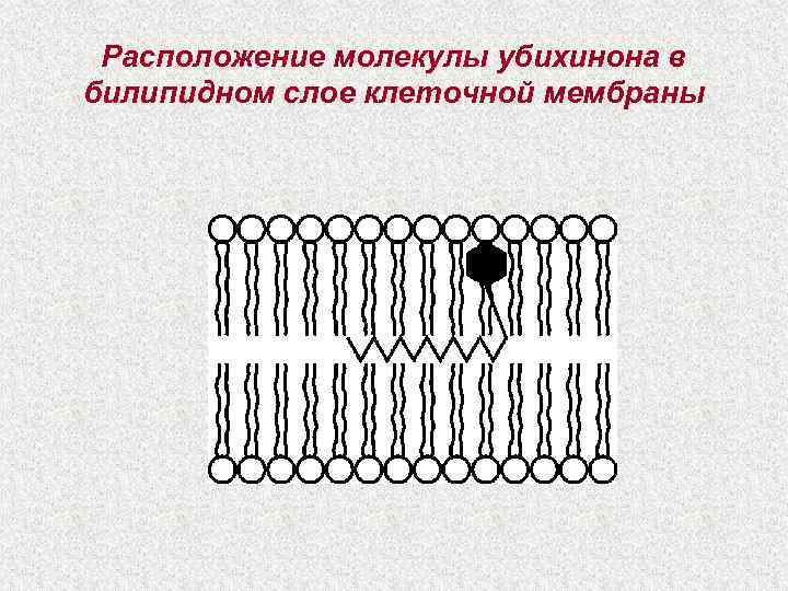 Расположение молекулы убихинона в билипидном слое клеточной мембраны 