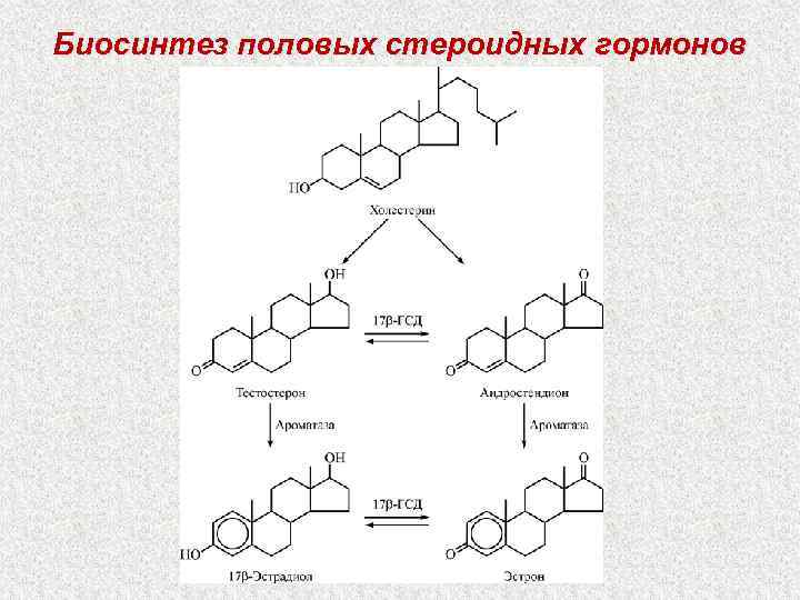 Биосинтез половых стероидных гормонов 