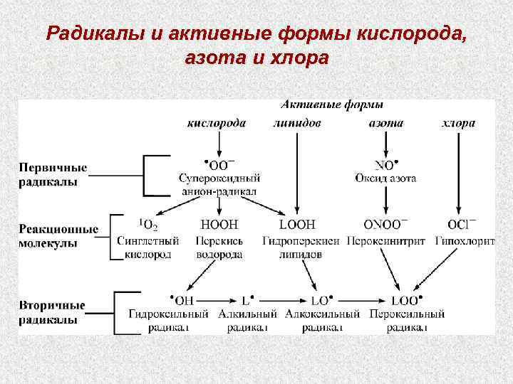 Радикалы и активные формы кислорода, азота и хлора 