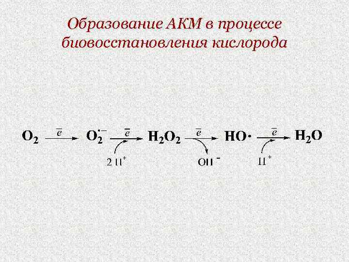 Образование АКМ в процессе биовосстановления кислорода 