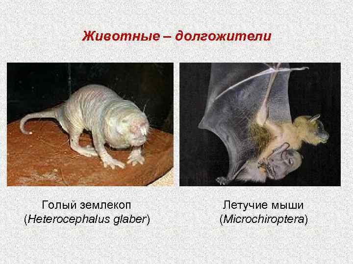 Животные – долгожители Голый землекоп (Heterocephalus glaber) Летучие мыши (Microchiroptera) 