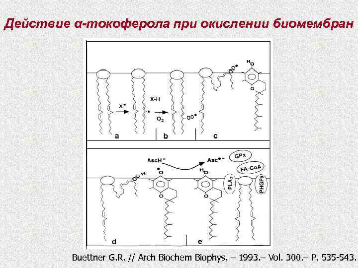 Действие α-токоферола при окислении биомембран Buettner G. R. // Arch Biochem Biophys. – 1993.