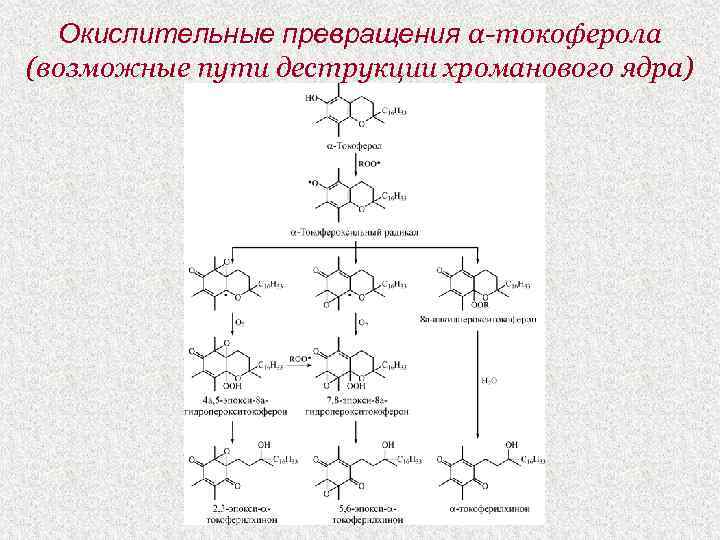 Окислительные превращения α-токоферола (возможные пути деструкции хроманового ядра) 