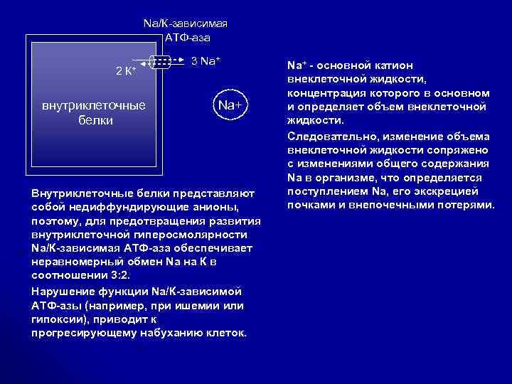 Na/К-зависимая АТФ-аза 2 К+ внутриклеточные белки 3 Na+ Внутриклеточные белки представляют собой недиффундирующие анионы,