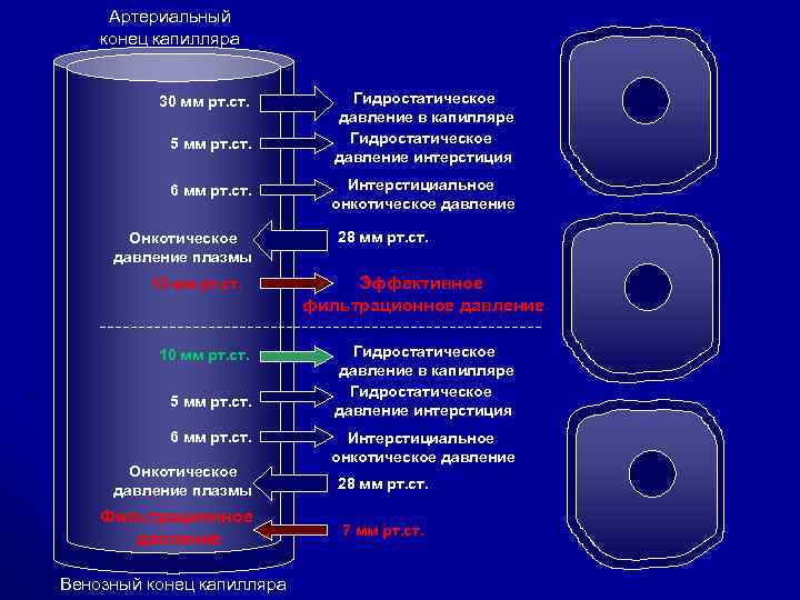 Артериальный конец капилляра 30 мм рт. ст. 5 мм рт. ст. 6 мм рт.