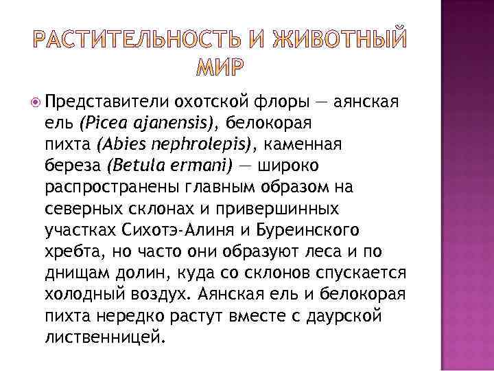  Представители охотской флоры — аянская ель (Picea ajanensis), белокорая пихта (Abies nephrolepis), каменная