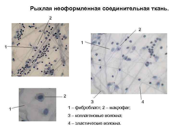 Рыхлая неоформленная соединительная ткань. 2 2 1 1 2 1 3 1 – фибробласт;