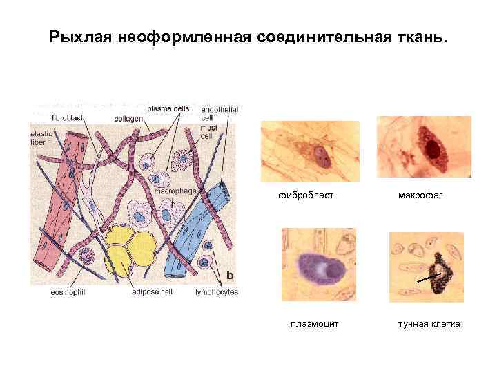 Рыхлая неоформленная соединительная ткань. фибробласт плазмоцит макрофаг тучная клетка 