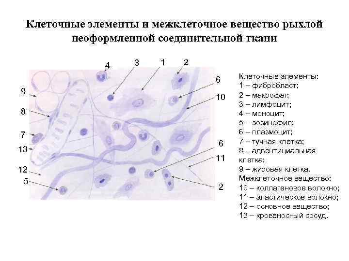 Клеточные элементы и межклеточное вещество рыхлой неоформленной соединительной ткани 4 3 1 2 6