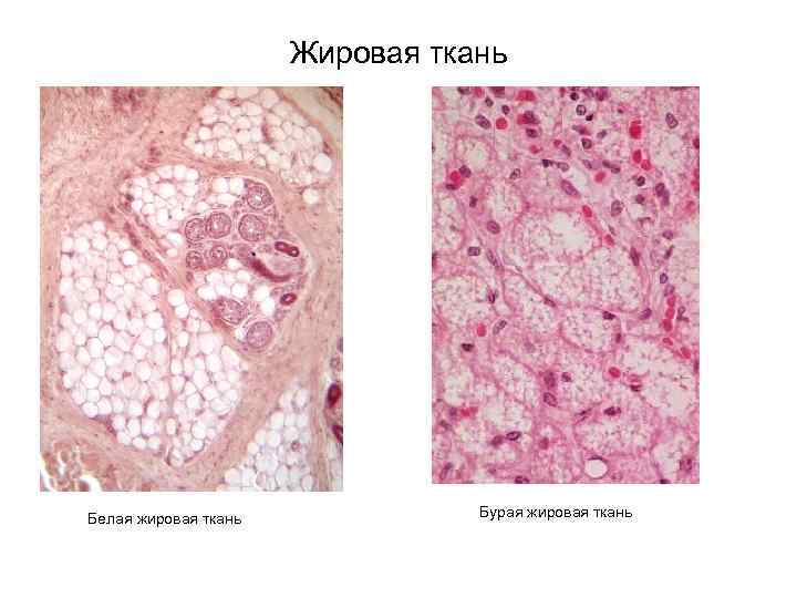 Жировая ткань Белая жировая ткань Бурая жировая ткань 